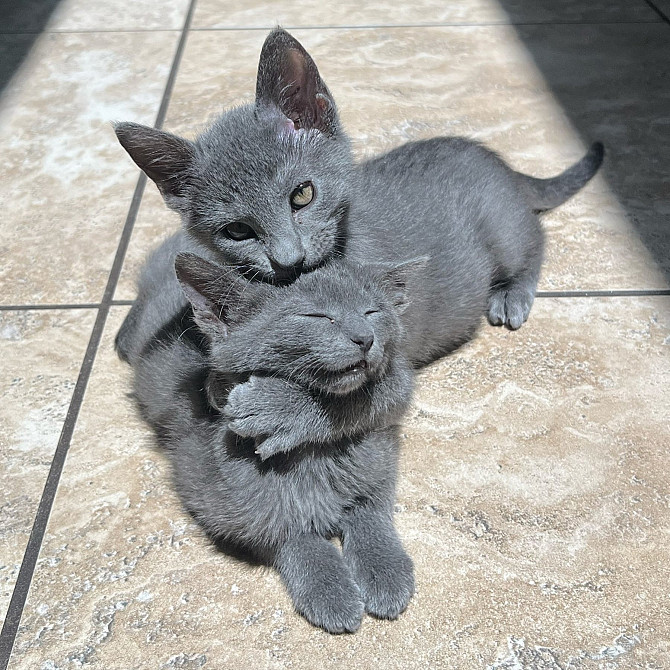 Russian Blue Kittens Берлін - изображение 1