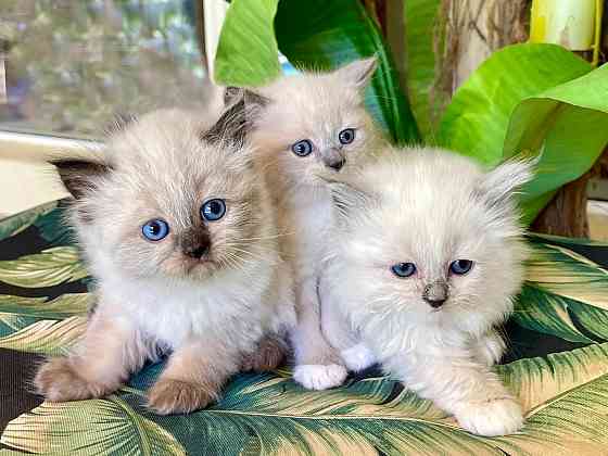 Ragdoll Kittens Берлін