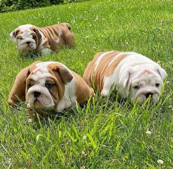 English bulldog puppies Stuttgart - photo 1