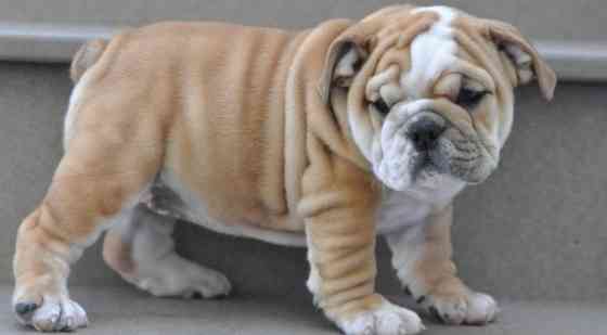 English bulldog Puppies Кайзерслаутерн