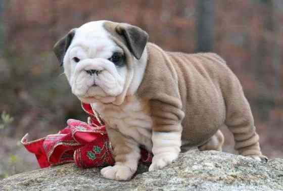 English bulldog Puppies Hannover