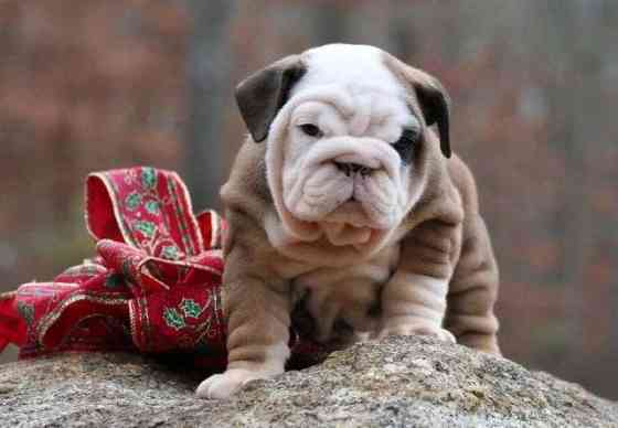 English bulldog Puppies Hannover