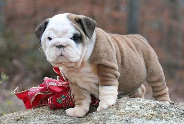 English bulldog Puppies Hannover - photo 1