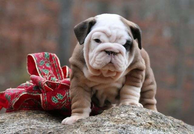 English bulldog Puppies Hannover - photo 2