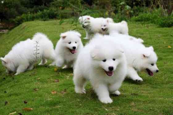 Samoyed Puppies Hamburg