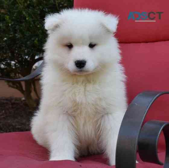 Samoyed puppies Ганновер