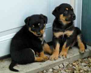 Rottweiler Puppies Кайзерслаутерн