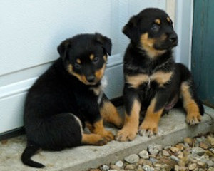 Rottweiler Puppies Kaiserslautern - photo 1