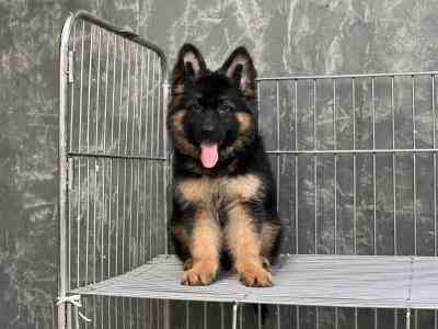 German Shepherd puppies Штутгарт