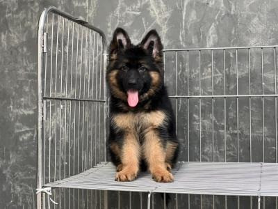 German Shepherd puppies Stuttgart - photo 1