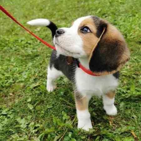 Beagle puppies Weilheim