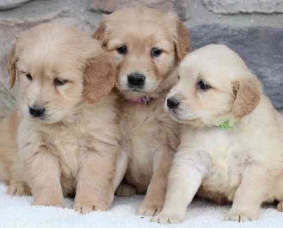 Golden Retriever Puppies Берлін