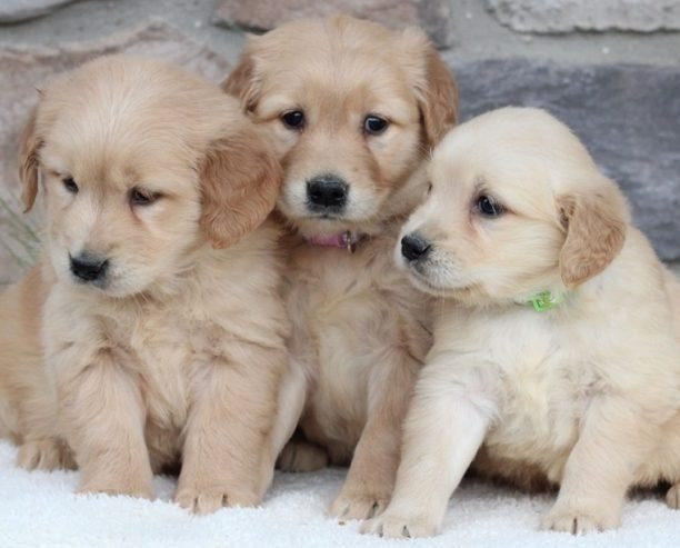 Golden Retriever Puppies Berlin - photo 1