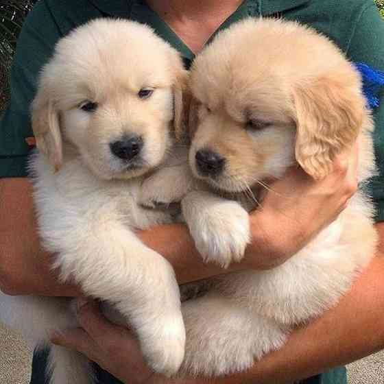 Golden Retriever Puppies Munich