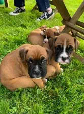 Boxer puppies Гамбург