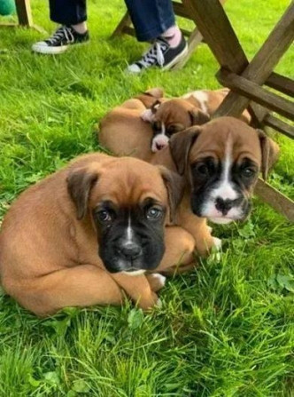 Boxer puppies Hamburg - photo 1