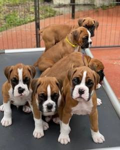 Boxer Puppies Burg Unter-Falkenstein - photo 1