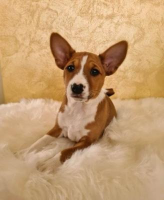 Basenji Puppies Stuttgart - photo 1