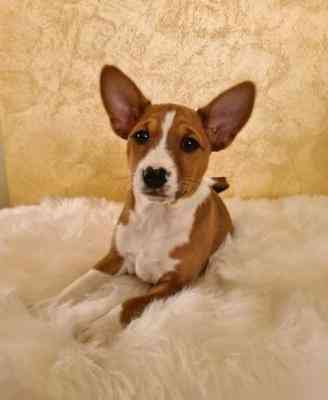 Basenji Puppies Гаутінг