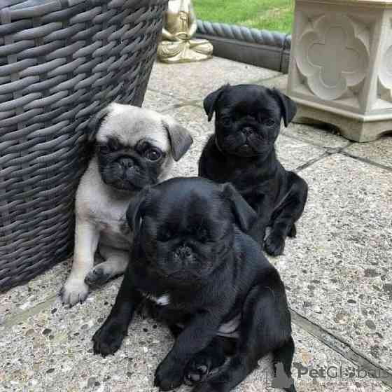 Pug Puppies Гаутінг