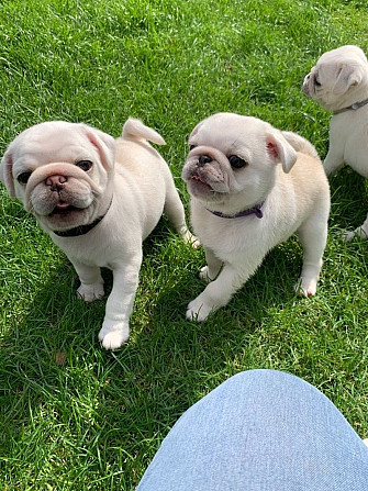 Pug Puppies Landsberg am Lech - photo 1