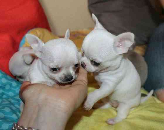 Chihuahua puppies Furth