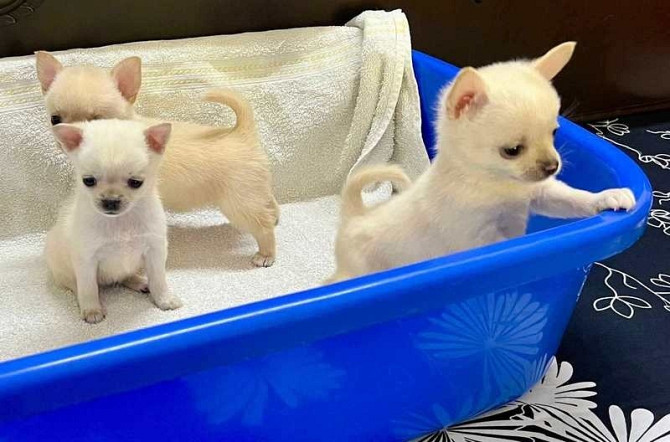 Chihuahua Puppies Вальдкрайбург - изображение 1