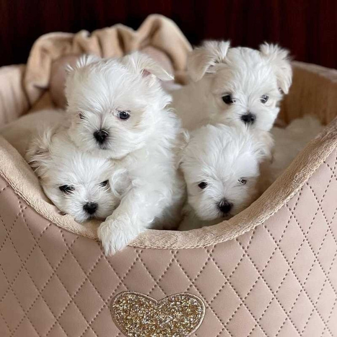 Maltese Puppies Аугсбург - изображение 1