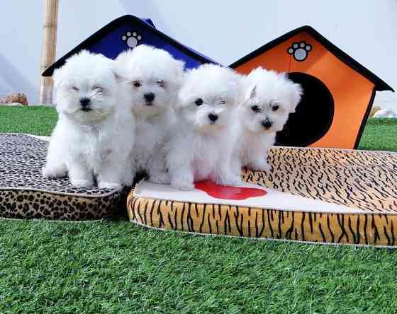 Maltese Puppies Гаутінг