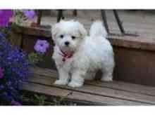 Maltese Puppies Roth