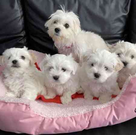 Maltese Puppies Weilheim