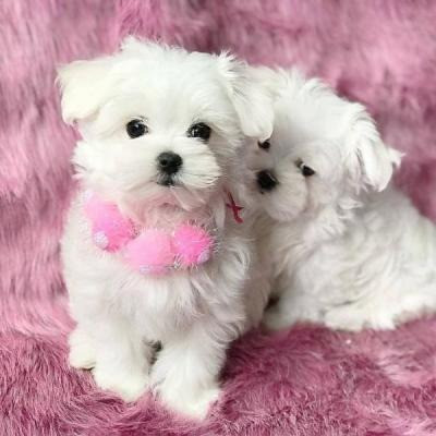 Maltese Puppies Вальдкрайбург - изображение 1