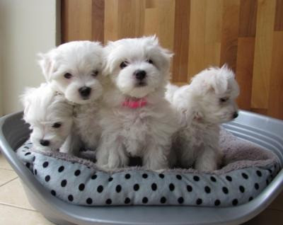 Maltese Puppies Hamburg - photo 1