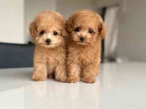 Toy Poodle Puppies Бамберг