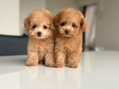 Toy Poodle Puppies Bamberg - изображение 1