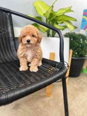 Toy Poodle Puppies Augsburg