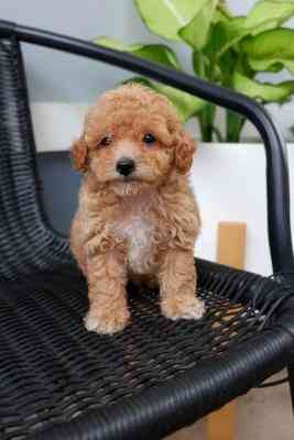 Toy Poodle Puppies Аугсбург