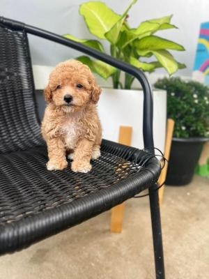 Toy Poodle Puppies Augsburg - изображение 2