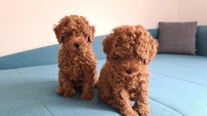 Toy Poodle Puppies Гармиш-Партенкирхен - изображение 1