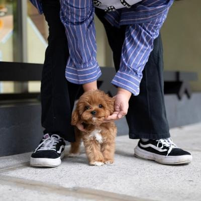 Toy Poodle Puppies Altona - photo 1