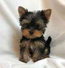 Yorkie puppies Haar