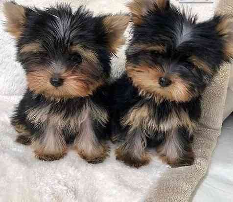 Yorkie puppies Garching bei Munchen