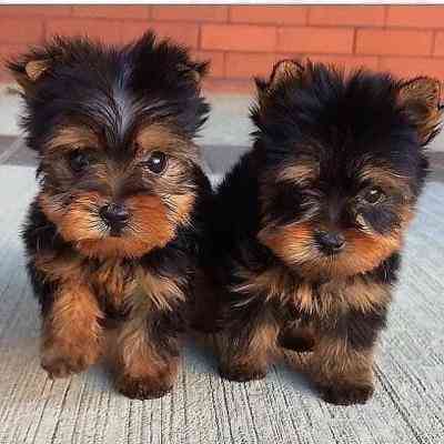 Yorkie puppies Gauting