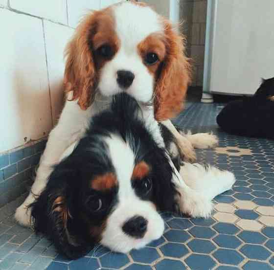 Cavalier King Charles Puppies Augsburg