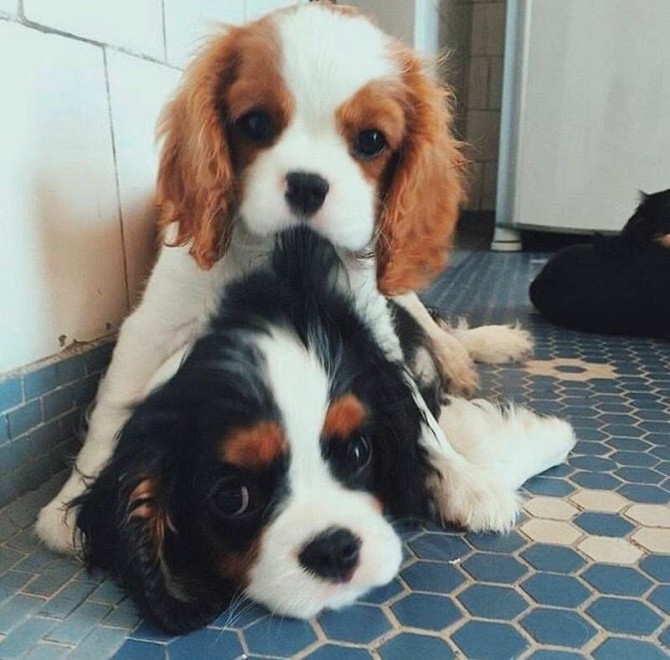 Cavalier King Charles Puppies Аугсбург - изображение 1