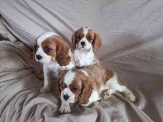 Cavalier King Charles Puppies Fuerstenfeldbruck