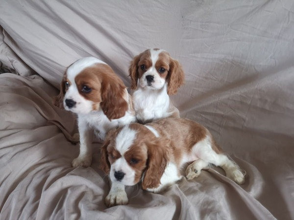 Cavalier King Charles Puppies Фюрстенфельдбрук - изображение 1