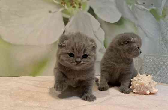 Scottish fold kitens Гаутинг