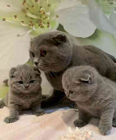 Scottish fold kittens Карлсфельд