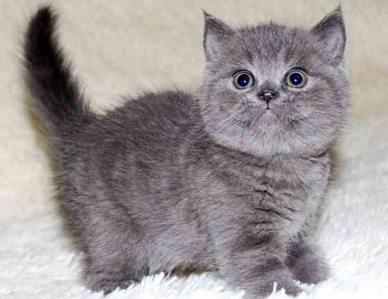 Scottish fold kittens Roth